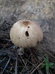 Psathyrella pennata