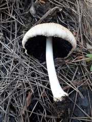 Psathyrella pennata