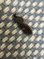 Heringocrania unimaculella