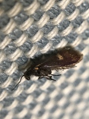 Heringocrania unimaculella