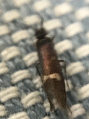 Heringocrania unimaculella