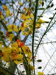 Parkinsonia aculeata
