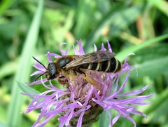 Halictus sexcinctus