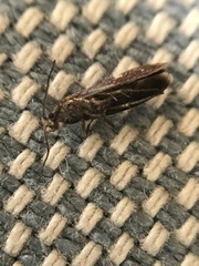 Heringocrania unimaculella