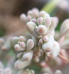 Sedum pedicellatum