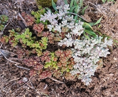 Sedum pedicellatum