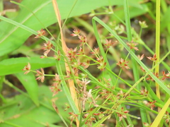 Juncus prismatocarpus leschenaultii