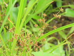 Juncus prismatocarpus leschenaultii