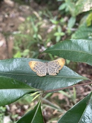 Metacharis regalis