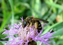 Halictus sexcinctus