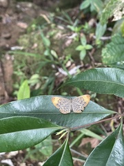 Metacharis regalis