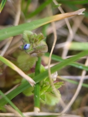 Veronica arvensis