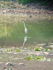 Ardea alba