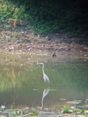 Ardea alba