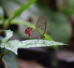 Cithaerias cliftoni