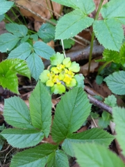 Chrysosplenium alternifolium