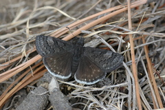Erynnis brizo muelleri