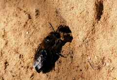 Colletes cunicularius