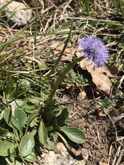 Globularia bisnagarica