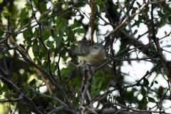 Vireo bellii