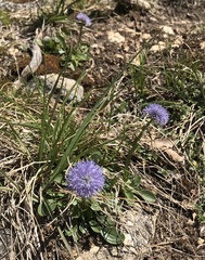 Globularia bisnagarica