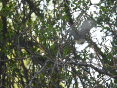 Vireo bellii