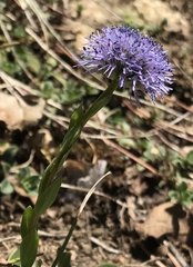 Globularia bisnagarica