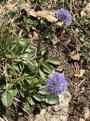 Globularia bisnagarica