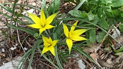Gagea commutata