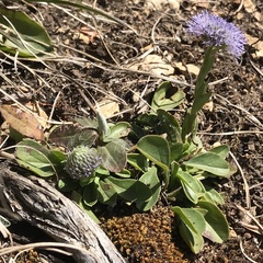 Globularia bisnagarica
