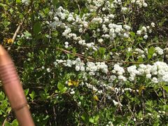 Spiraea cantoniensis