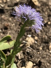 Globularia bisnagarica