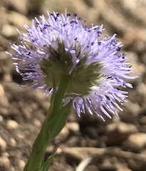 Globularia bisnagarica