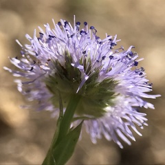 Globularia bisnagarica