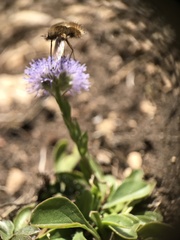 Globularia bisnagarica