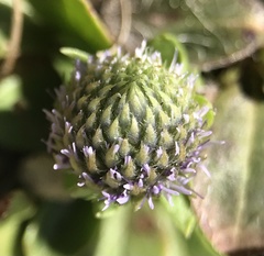 Globularia bisnagarica