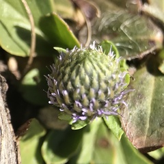Globularia bisnagarica