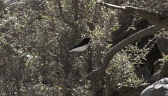Oenanthe albonigra