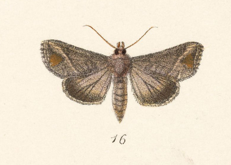 Notioplusia Moth