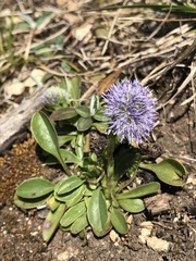 Globularia bisnagarica