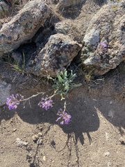 Phoenicaulis