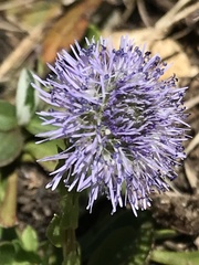 Globularia bisnagarica