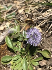 Globularia bisnagarica