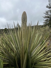 Puya goudotiana
