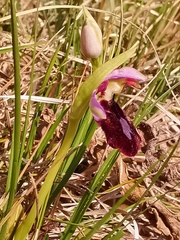 Ophrys bertolonii benacensis