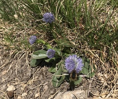 Globularia bisnagarica