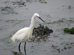 Egretta garzetta