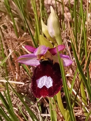 Ophrys bertolonii benacensis