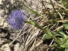 Globularia bisnagarica