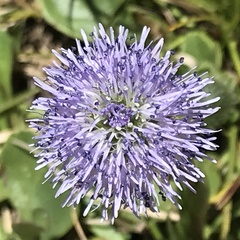 Globularia bisnagarica